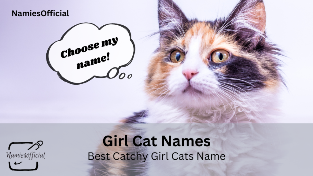 female cat names