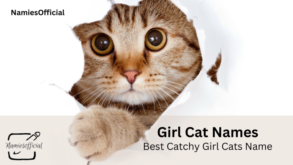 50+ Adorable Girl Cat Names 