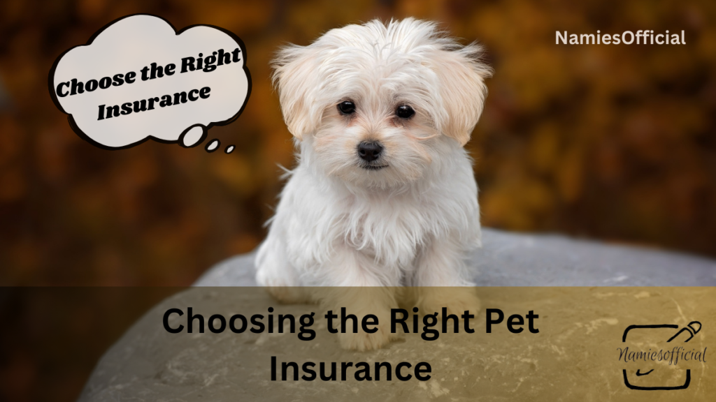 Choosing the Right Pet Insurance