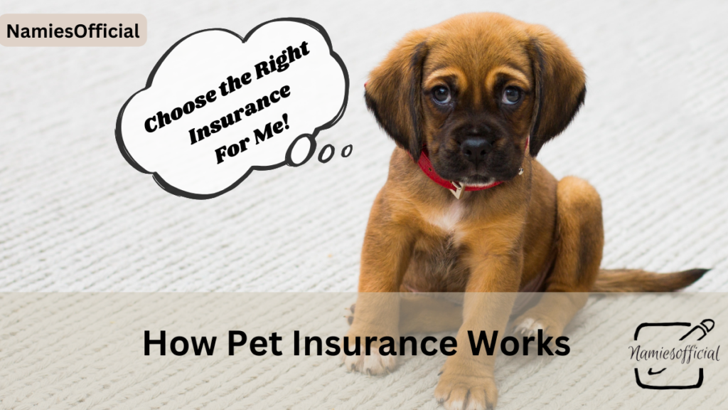 The Benefits of Pet Insurance