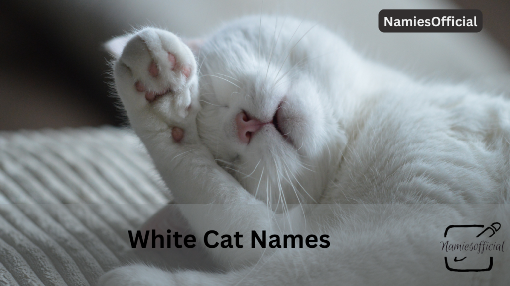 Female White Cat Names