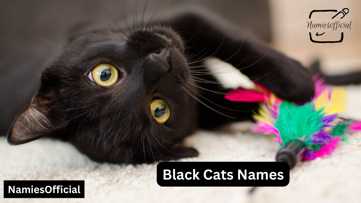 Black Cat Names