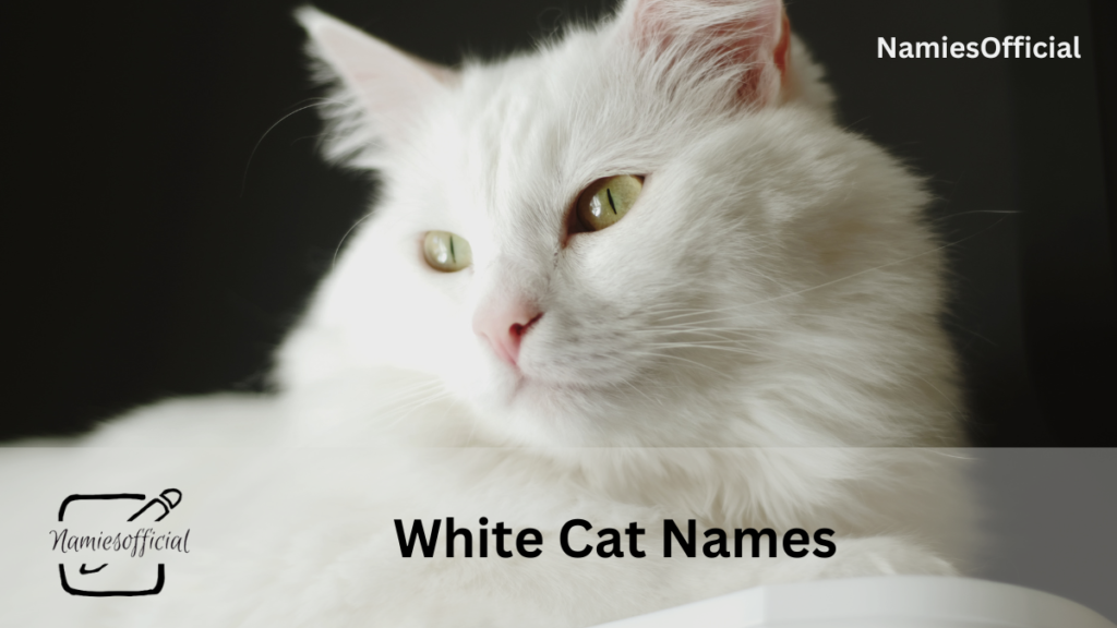 White Cat Names