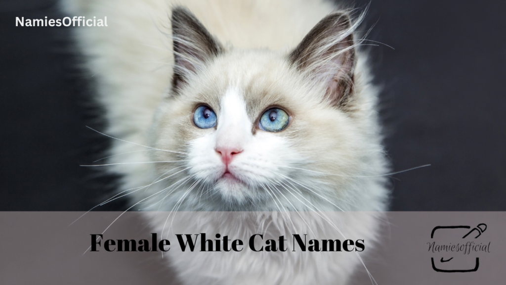 Female White Cat Names