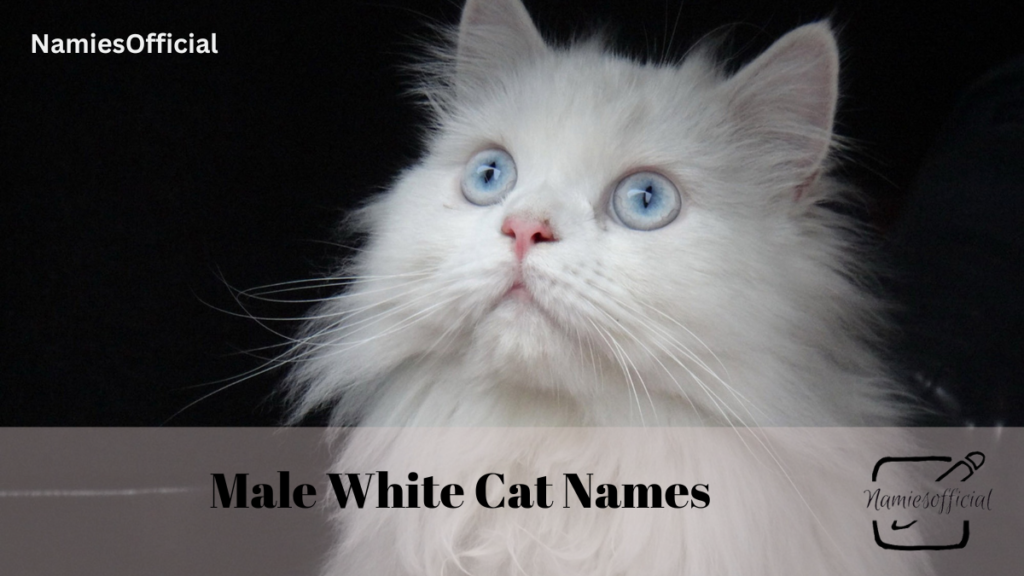 Male White Cat Names