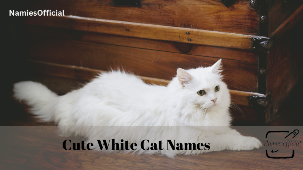 Cute White Cat Names