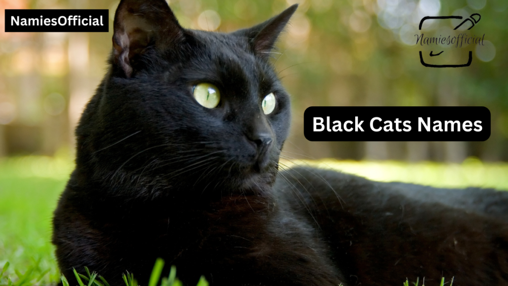 Black Cat Names