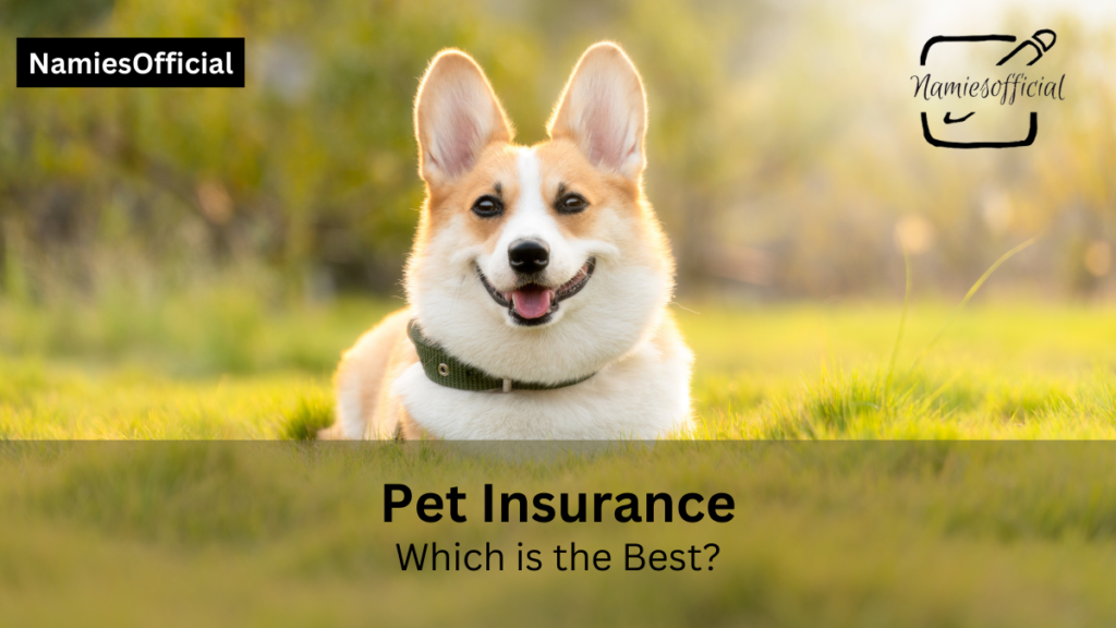 Factors to Consider When Choosing Pet Insurance