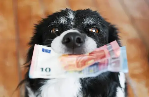 How Much Does Pet Insurance Cost?