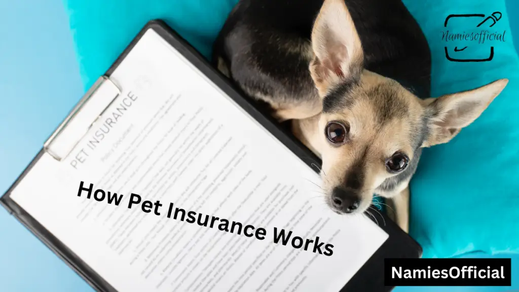 How Pet Insurance Works