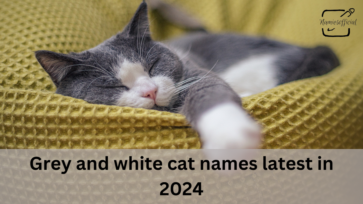 Grey and white cat names latest in 2024