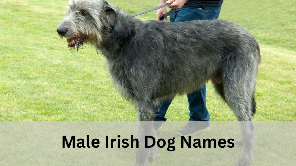  Irish Dog Names