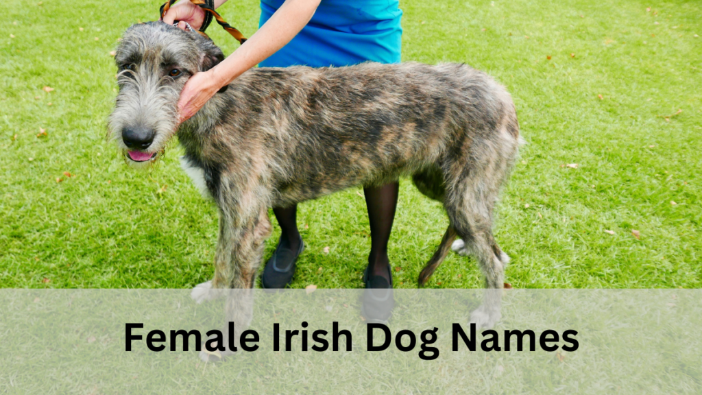  Irish Dog Names