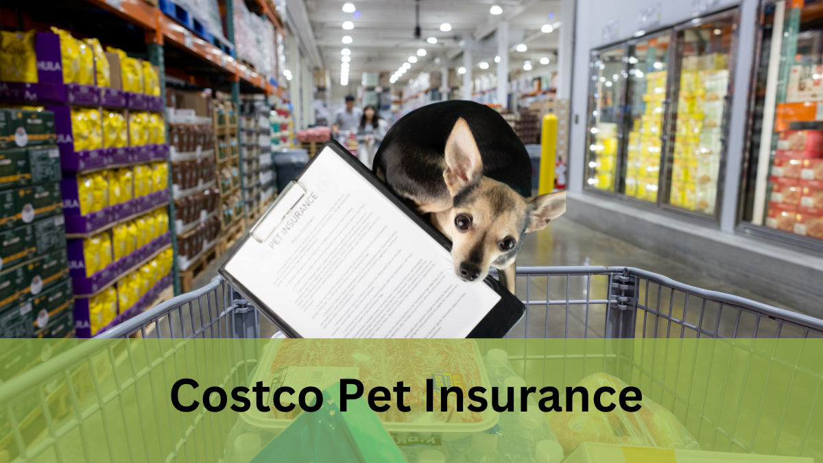 Costco Pet Insurance