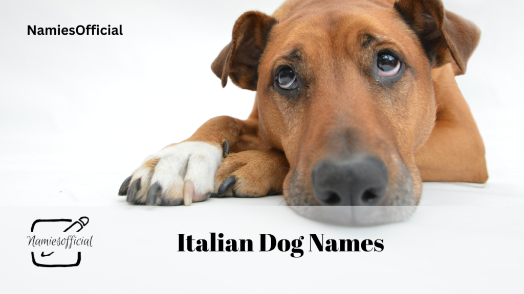 Italian Dog Names