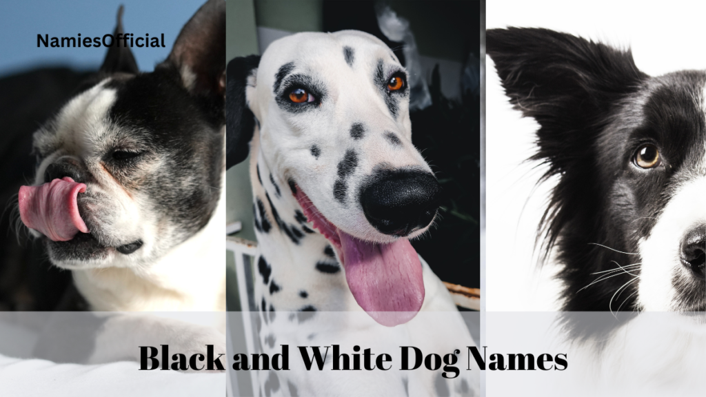 Black and White Dog Names