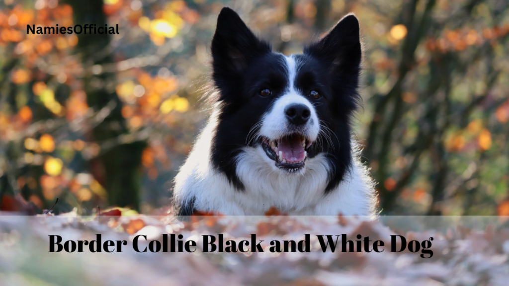 Border Collie Black and White Dog Breeds