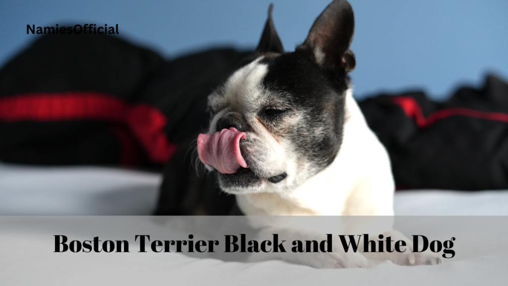 Boston Terrier Black and White Dog