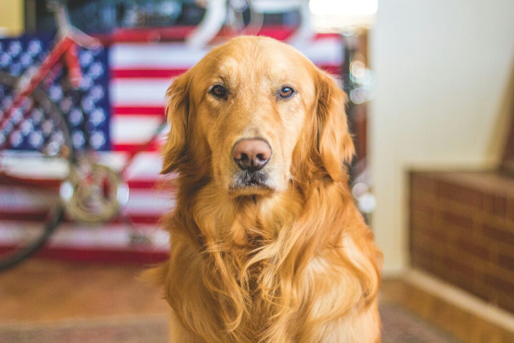 Lemonade Dog Insurance