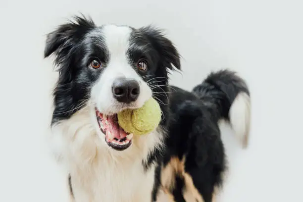 Black and White Dog Names