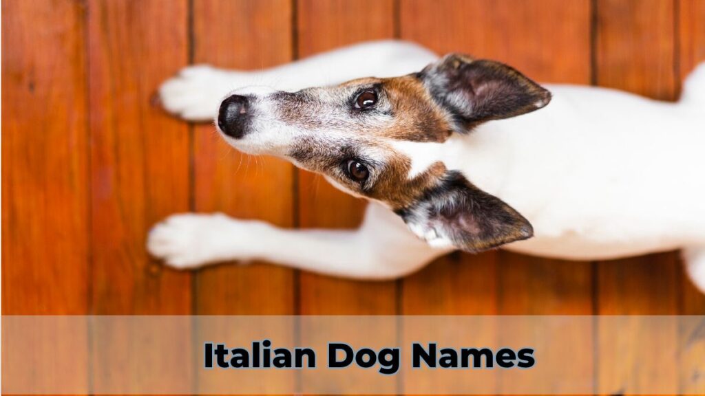 Italian Dog Names