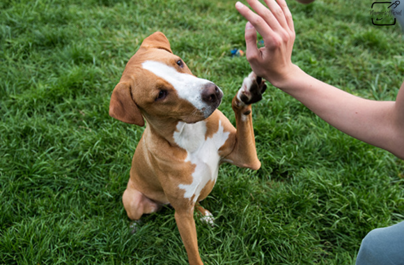 Dog Behavior Training Near Me