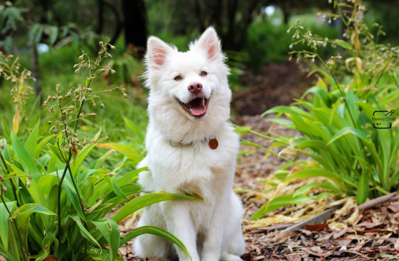 Boarding Dog Training Near Me