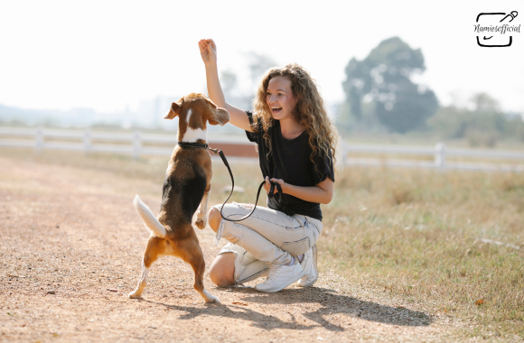 Dog training and boarding 