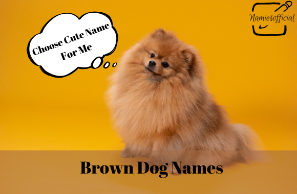 Brown Dog Names