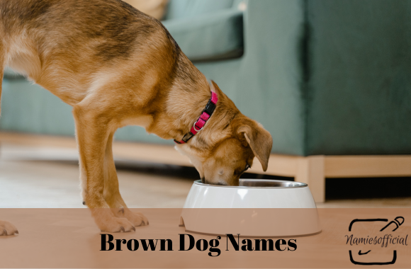 Brown Dog Names