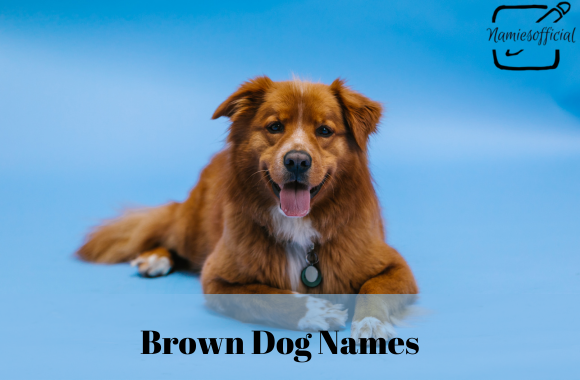 Brown Dog Names