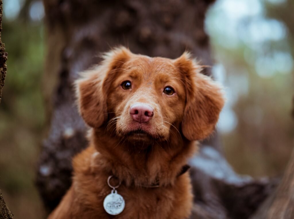 Brown Dog Names