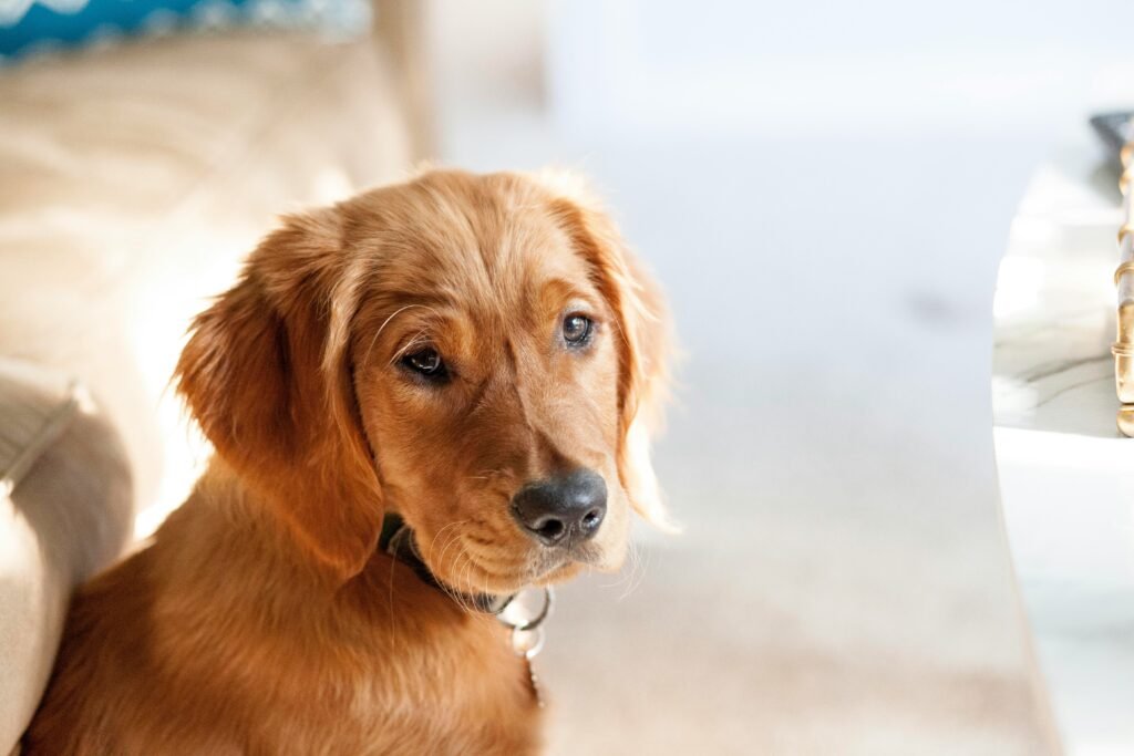 Brown Dog Names