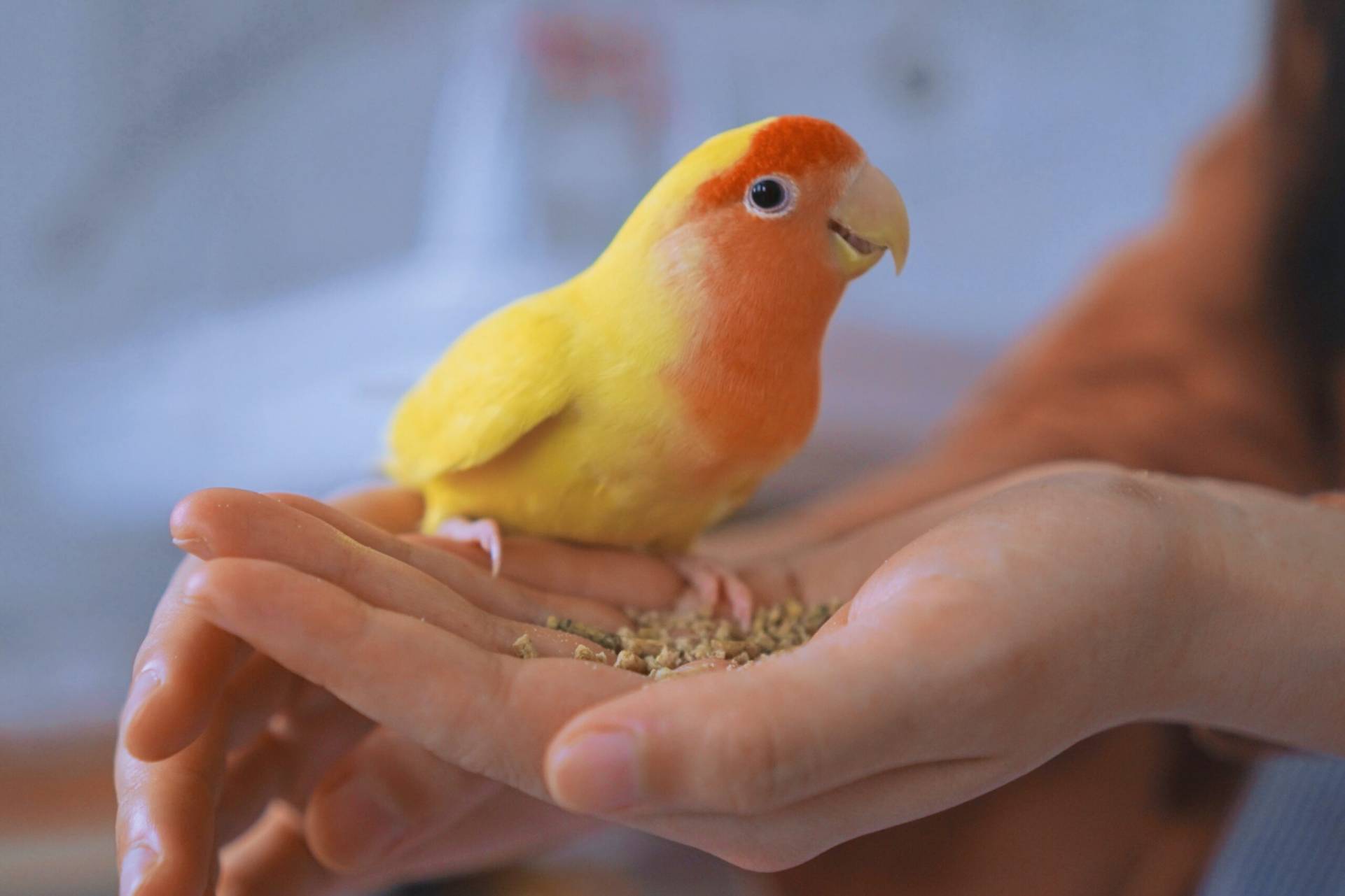 Birds pet